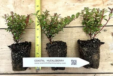 Vaccinium ovatum 1Yr Old Evergreen Huckleberry Tasty Berries Flower Arrangements