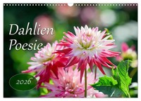 Dahlien Poesie (Wandkalender 2026 DIN A3 Quer), Calvendo Monatskalender Plett