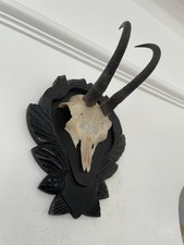 Mountain Goat Horns 457 taxidermy mounted also known as Chemois