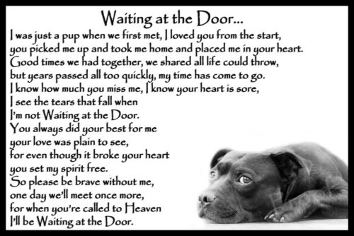 Staffy Staffordshire Bullterrier Haustier Hund wartet an der Tür Gedenkgeschenk - Bild 1 von 4