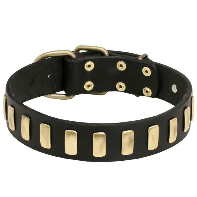 medium dog collar size in cm