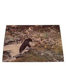Postcard Black Bear In Water Great Smoky Mountains National Park Chrome Unposted