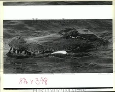1989 Press Photo Alligator being reeled in at Lake Ponchartrain by John Cheramie