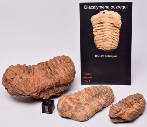 3 x DIACALYMENE OUZREGUI TRILOBITE FOSSILS, F121 - Foto 2 di 8