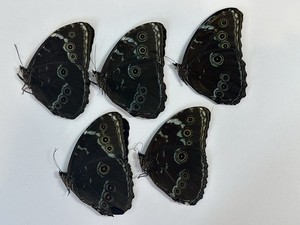 5 Morphos Achilles in A2 condition