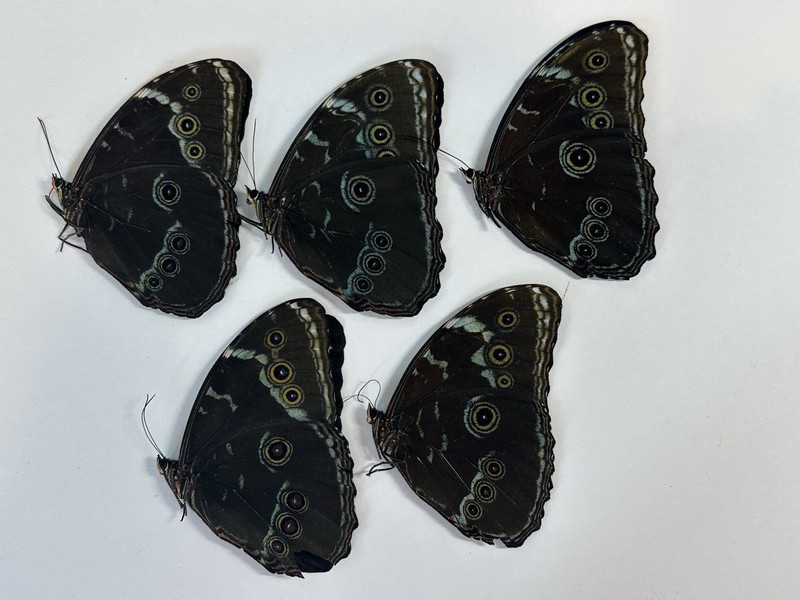 5 Morphos Achilles in A2 condition