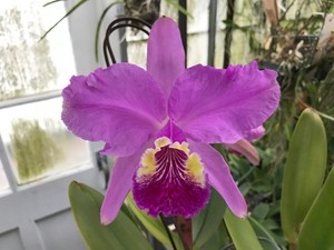 C. lueddemanniana `Kelly' Select Species Cattleya Orchid Plant