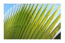 25x Washingtonia robusta sottoveste palma piante da giardino - semi ID216