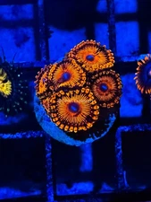 CE- WYSIWYG Darth Maul Zoa Zoanthid Frag Live Coral LPS SPS #R1GH13