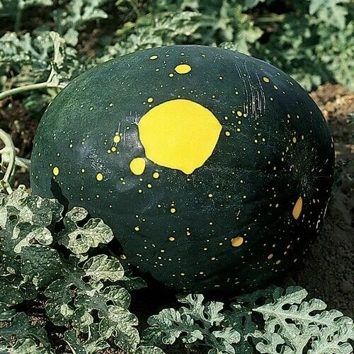 10 Moon & Stars Watermelon Seeds - Up to 20kg each - Picture 5 of 10