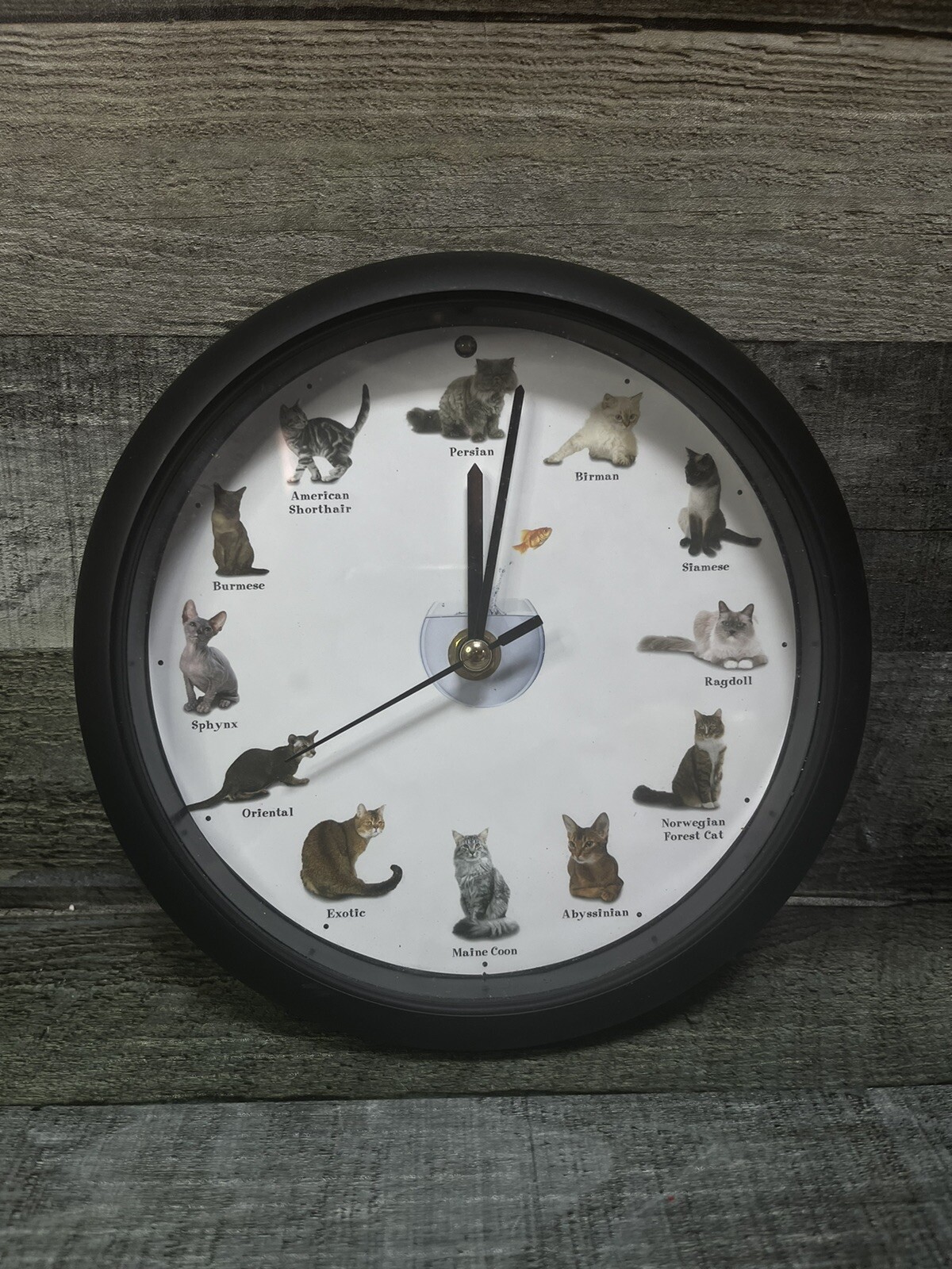 Meowing Cat Sounds Wall Clock Black Frame 12 Popular Breeds