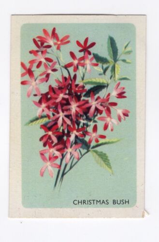 Australian Flower Trade card - Christmas Bush - Afbeelding 1 van 2