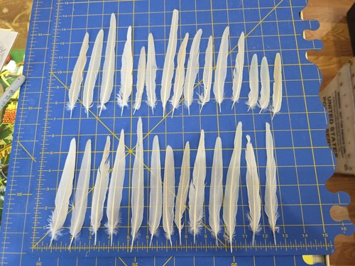 Y96 lotto di 28 cacatua bianca sollevata prigioniera girocollo indiano coda di pappagallo piuma - Foto 1 di 3