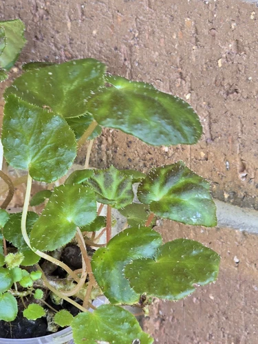 Begonia luzhaiensis rare terrarium, greenhouse plant Multi Planted - Picture 7 of 13