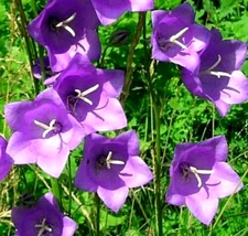 Blue Peach leaf bellflowers 265 seeds big 2" flowers, mariesgreengarden