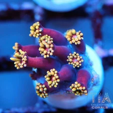 Iron Man Goniopora - NOT WYSIWG | Live LPS Coral | Aquacultured