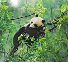 Young Male Giant Panda Frameable Wildlife Print 15"T X 10"W by Lu Zhi 2013 