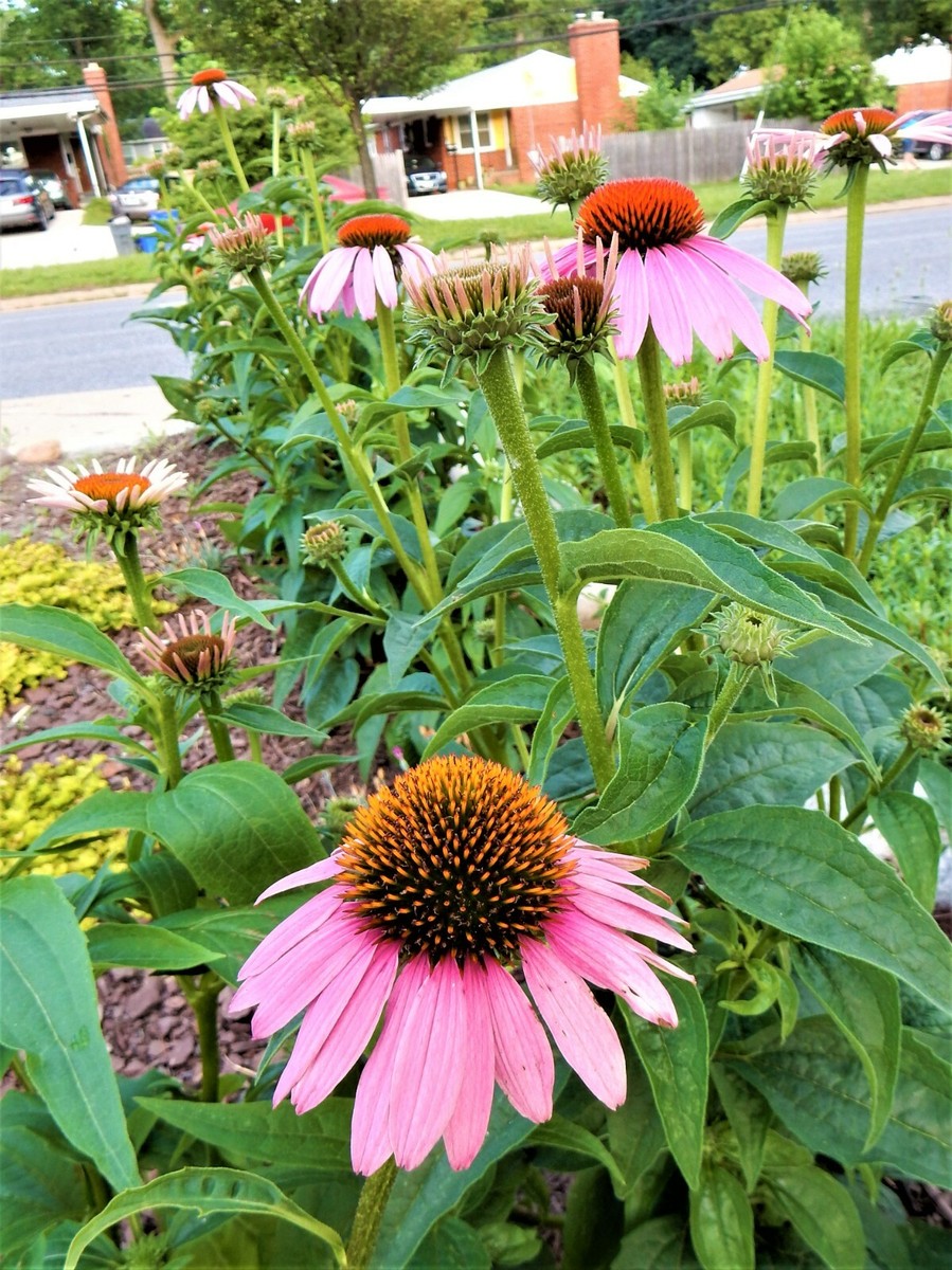 CONEFLOWER - Echinacea Purpurea - PERENNIAL - 10+ Plants | eBay