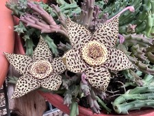 Stapelia variegata übervolle Schale heute wieder in Blüte+Knospen