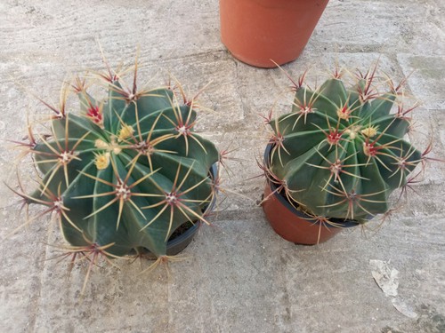 Cactus Medio Di 12cms Circa Pianta Giovane Succulente Collezione Ferocactus - Foto 8 di 11