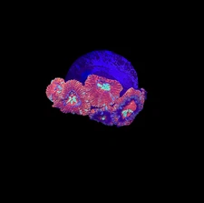 WYSIWYG Red and Green Asian Acan Lord Live Coral Frag SPS LPS Reef Aquarium