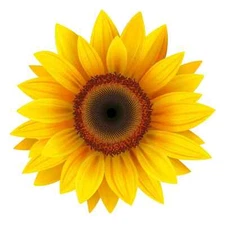 YELLOW SUNFLOWER DECAL 3M USA MADE STICKER CAR TRUCK WINDOW BUMPER WALL