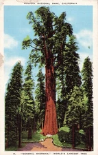 Sequoia National Park California Postcard linen General Sherman 1938 oldest tree