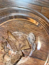 25 Porcellio Laevis “White”  +15 Dairy Cows + 15 Cubaris Murina