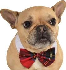 Ethical Pet Christmas Plaid Pet Bowtie Costume For Dogs Red Medium To Large Dog