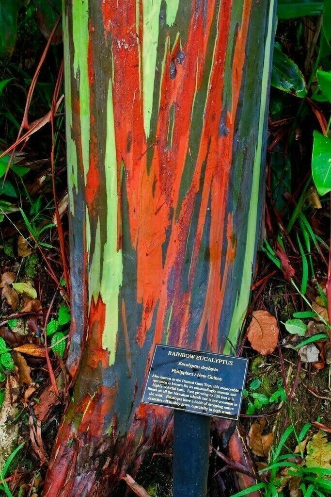 Regenbogen Eukalyptus online kaufen | eBay.de