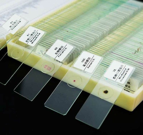 100PCS Educational Specimen Lab Biological Prepared Glass Microscope Slides - Picture 2 of 12