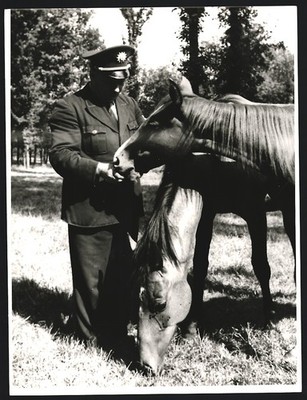 Fotografie Polizist füttert ein Pferd auf einer Wiese, Polizei, Großformat 25 x 