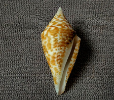 Conus Sowerbii 32.5mm F+++/GEM UNUSUAL  PATTERN sharp-pointed specimen WOW!!!