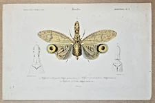 Colorful Engraving Insect: Lightning with Failure Head. 1861