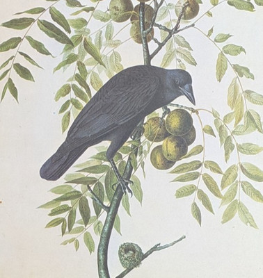 John James Audubon COMMON CROW Bird Original Bookplate Art Print 138