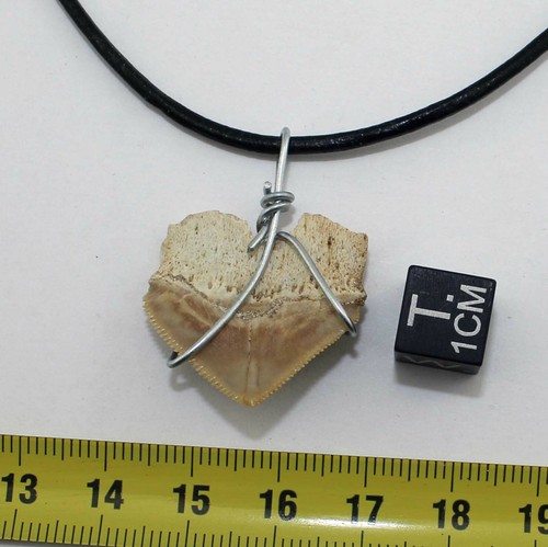 Collier pendentif dent de requin fossile - Squalicorax Pristodontus ( 065 ) - Picture 3 of 6