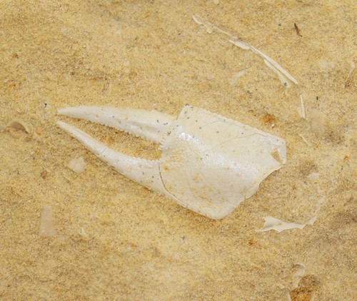 Krabbe, Protocallianassa faujasi, Kreide, Maastricht, ENCI, Maastricht, NED-m18 - Picture 1 of 5