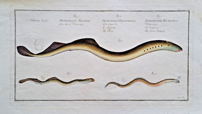 M.E. Bloch Petromyzon fluviatilis Neunauge Naturgeschichte der Fische 1785
