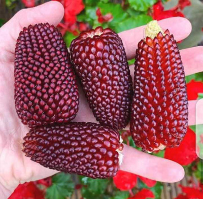 Corn seёds decorative Strawberry (10 seёds),Corn seёds,organic seёds #203+TRACK