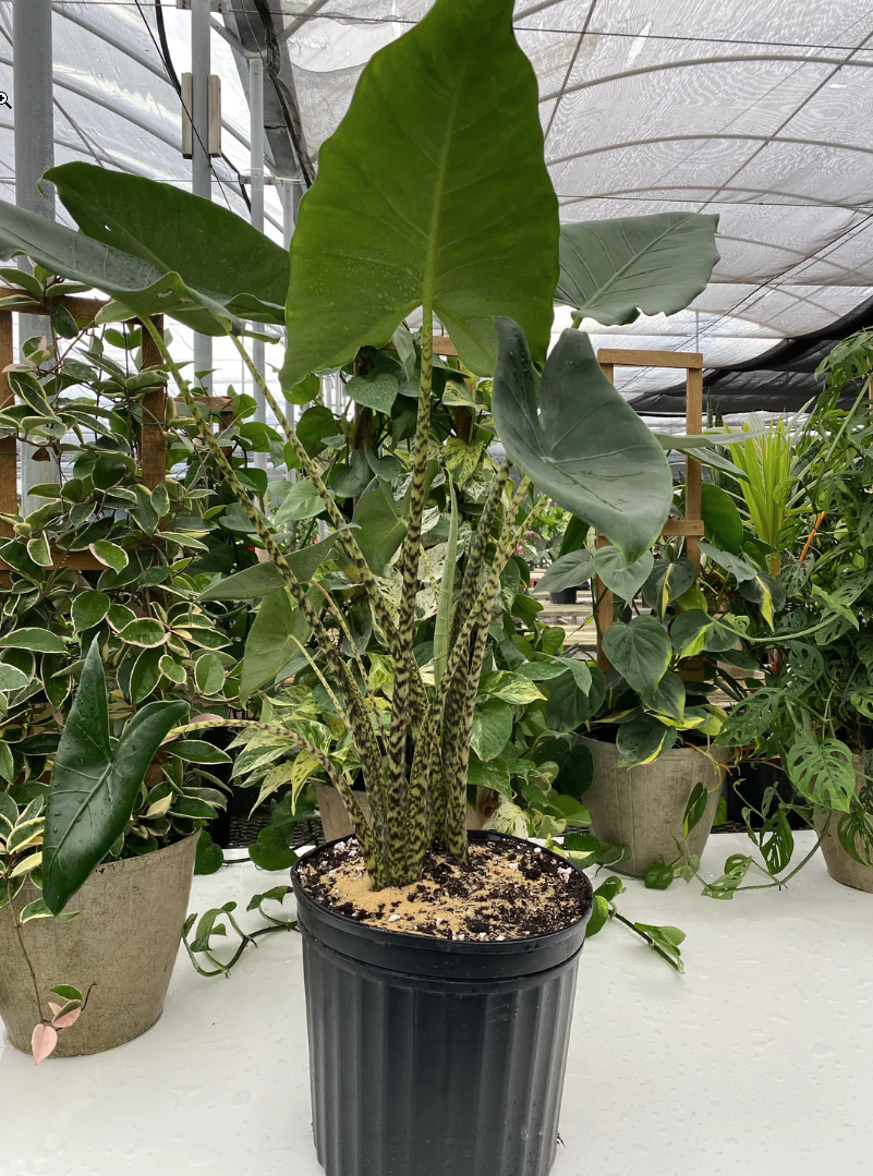 LIVE TROPICAL PLANT 3ft Alocasia Zebrina Giant Elephant Ear