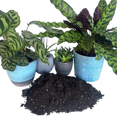Organic House Plant Compost Fast-Drain Mix with added Perlite Indoor Plant Soil