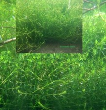 Nadelkraut winterhart immergrüne einheimische Teichpflanze gegen Algen Teichdeko