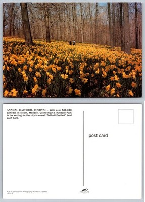 Hubbard Park Meriden CT Daffodil Festival Vintage Chrome Postcard