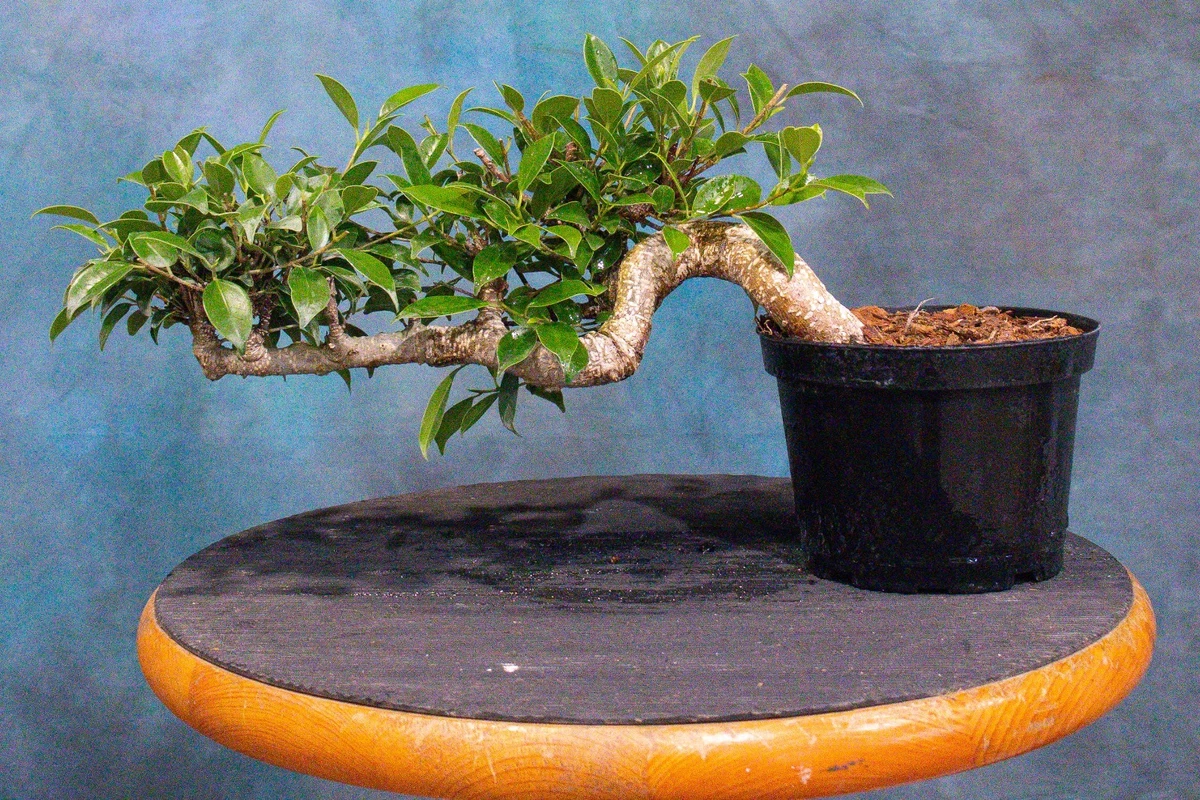 Pre-Bonsai Trees for sale - eBay