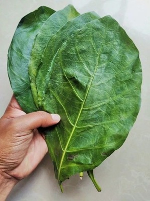 50+ Organic Dried Noni Leaves Herbal Morinda Citrifolia Indian Mulberry Tea