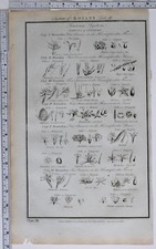 1788 ORIGINALDRUCK BOTANIK BLUMEN WILDHAFER HASEL TEICH UNKRAUT REIS NABELKRAUT
