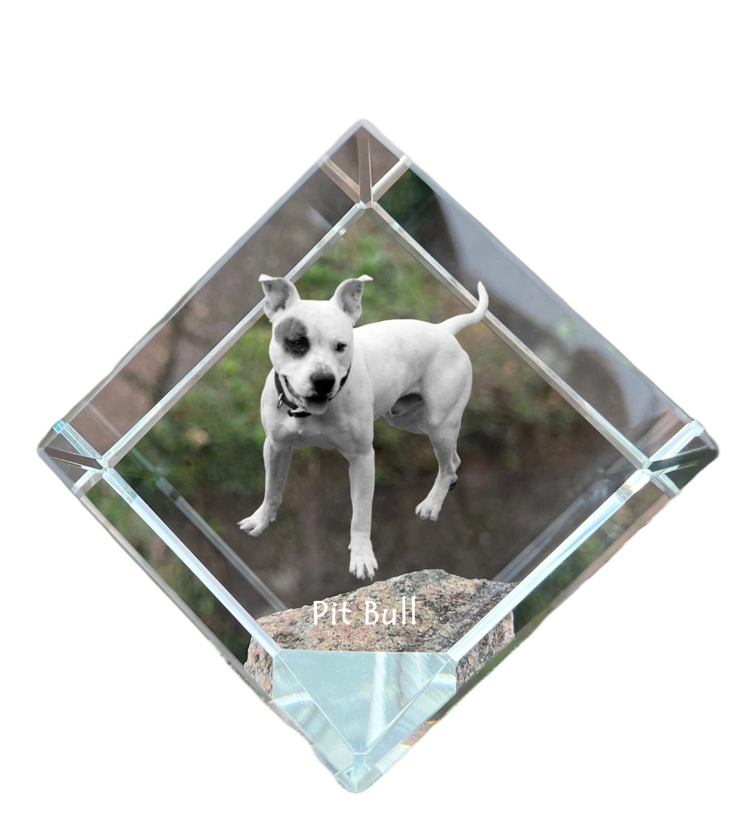 Pit Bull, American Pit Bull Terrier, Pitbull Terrier, APBT crystal cube  with a