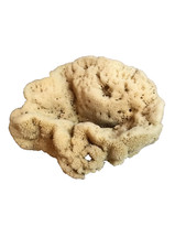 Natural Sea Sponge Ocean Large 8 x 6.5 x 5 inches
