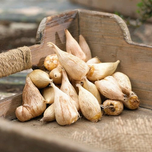 Easy to Grow Bulbs Freesia Bulbs - Thumbnail 4