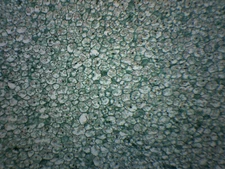 Solanum Tuber Section - Prepared Slide - 75x25mm - Eisco Labs